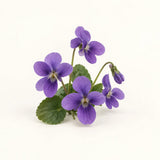 Violeta