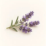 Lavanda