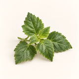 Patchouli