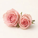 Rosas